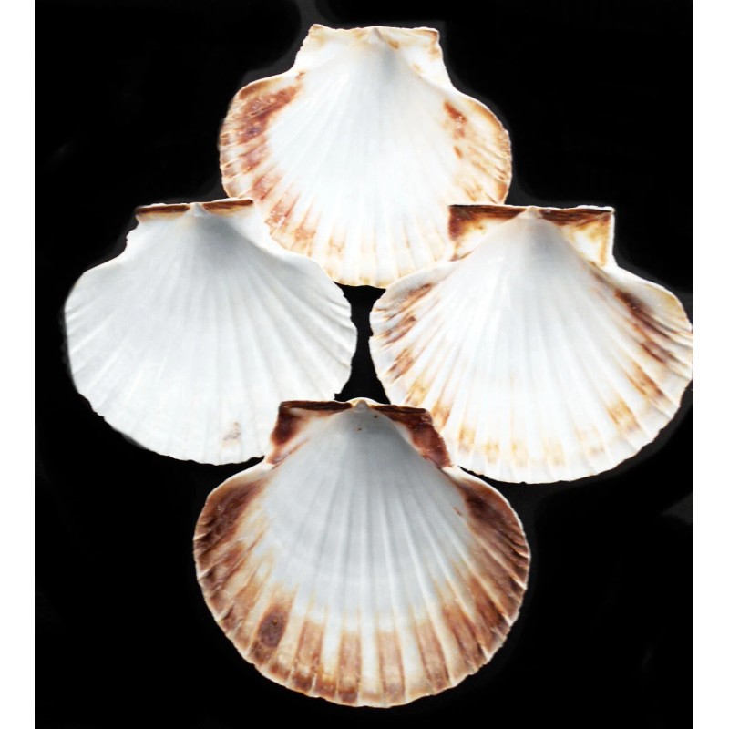 Florida Shells and Gifts 6 XL White Irish Baking Scallop