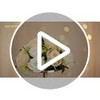 NUPTIO - Juego de 10 ramos de bolas de flores