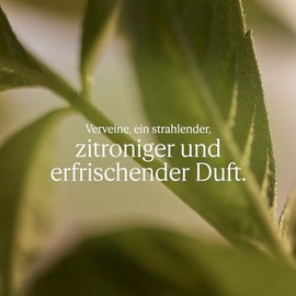 L'OCCITANE - Duschgel Verveine (Eisenkraut) - Mit spritzigen und erfrischenden Noten - Made in France