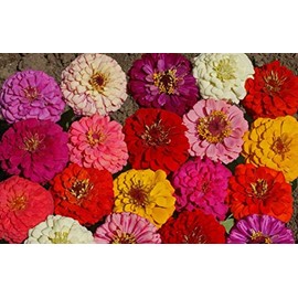 1oz Zinnia Pumila Mix Flower Seeds Zinnia Elegans (Approx 4200 Seeds)