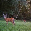 Antler King Game Changer Clover Mix