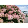 Vanilla Strawberry Hydrangea PP 20670 (3 Gallon)