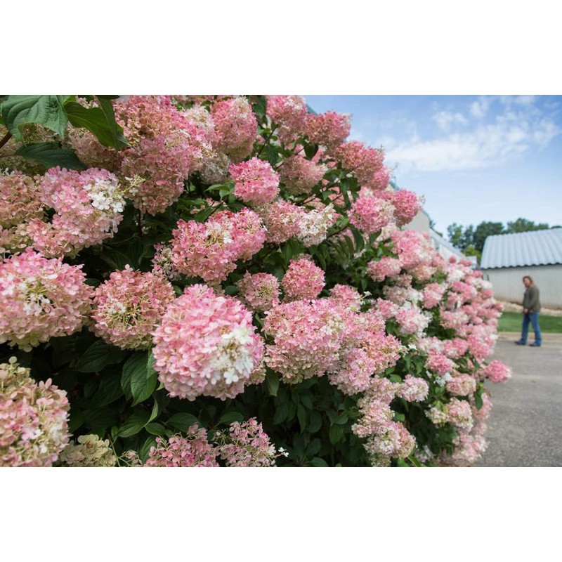 Vanilla Strawberry Hydrangea PP 20670 (3 Gallon)