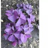 dynamitedeals35 Oxalis Triangularis "MYKE" Wood Sorrel (Purple Shamrock)-Bulb - 1