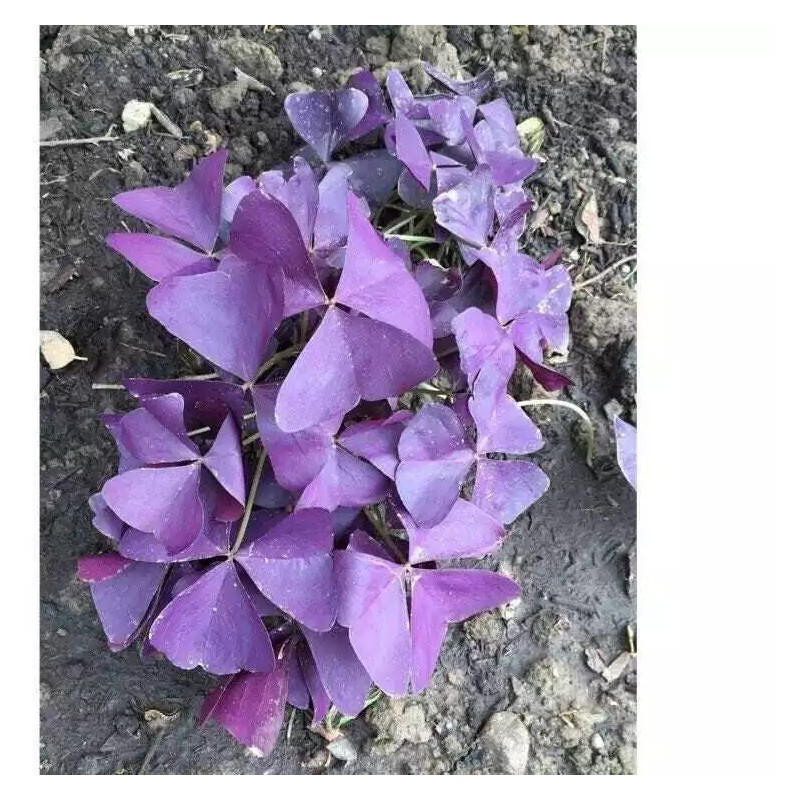 dynamitedeals35 Oxalis Triangularis "MYKE" Wood Sorrel (Purple Shamrock)-Bulb - 1