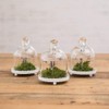 Weddingstar Inc. Mini W/White Base Glass Bell Jar, 3'' x