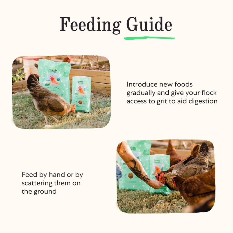 Grubblies - Black Soldier Fly Larvae for Chickens - Chicken