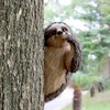 Sloth Sculpture Hand Painted Finish Resin Vivid 22x10x14.5cm Outdoor Sloth