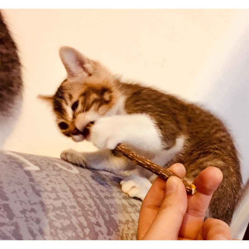 CXP Good Goods Silvervine Sticks Cat Toys,Natural Matatabi Catnip Chew