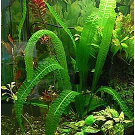 Aquatic Plant Bulbs - for Aquariums with temperatures Under 72F (Bolivianus Aponogeton Bulb)