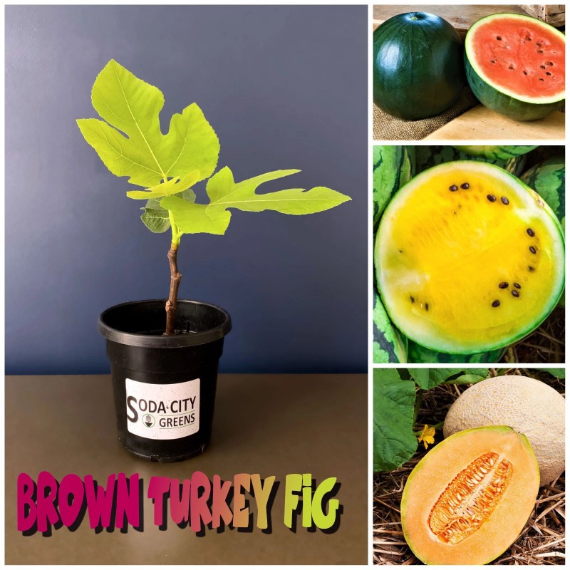 Soda City Greens Honeycomb Tomato Seeds