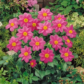 Outsidepride Dahlia Mignon Rose - 500 Seeds