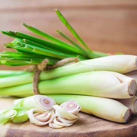 NIKA SEEDS - Seeds Herb Lemongrass - 50 Seeds