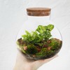 Toddmomy 1pcs Small Glass Plant Terrarium,Desktop Glass Succulent Plant Terrarium