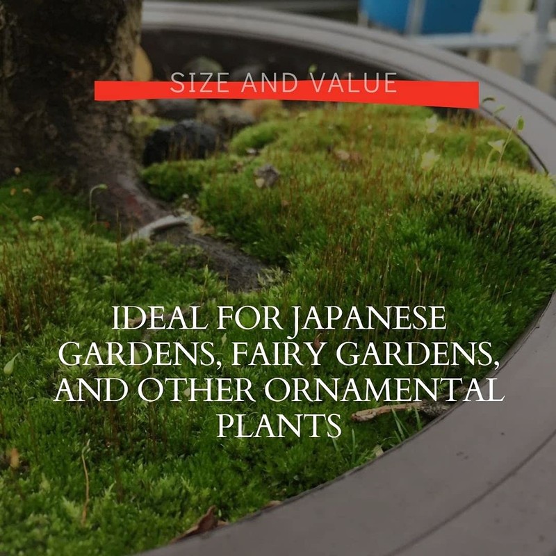 Moss Spores for Bonsai Trees - Covers Up to Three