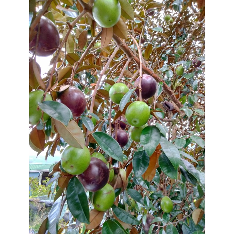 Tree STAR APPLE / CAIMILO 4 CUTTING 5 TO 6"