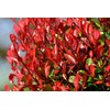 Photinia Red Tip - 10 Live Plants - Photinia x