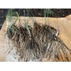 Star Mountain 10 ea. Mary Washington Asparagus Live Plants, 2yr