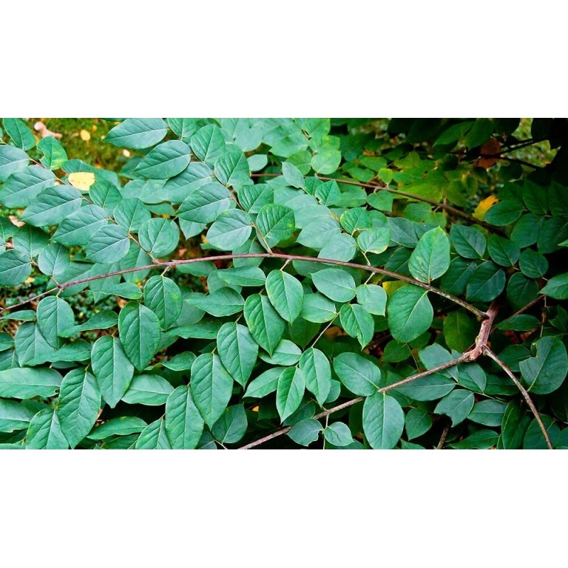 CZ Grain 10 Kentucky Coffee Tree Seeds for Planting Gymnocladus