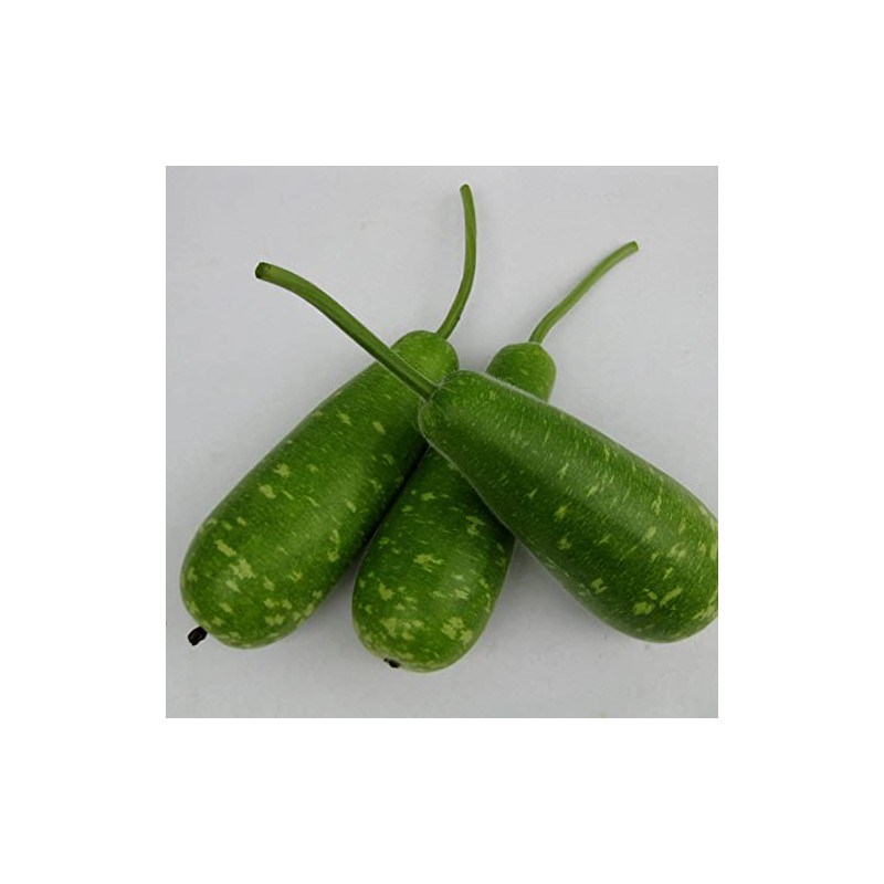 Gourd Seeds - NAM Tao Yai - Hybrid - 1