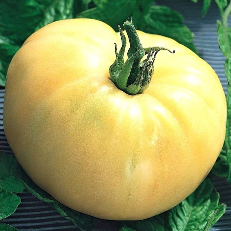 Seeds4planting - Seeds Snow Great White Beefsteak Tomato Giant Heirloom