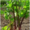 Redventure Red Celery! 100 - 1000 Seeds Organic Heirloom Rare