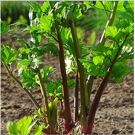 Redventure Red Celery! 100 - 1000 Seeds Organic Heirloom Rare Non-GMO Bulk (100)