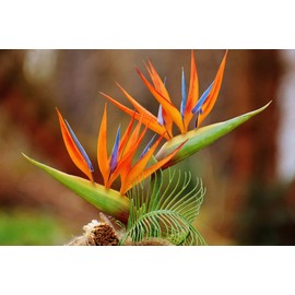 Strelitzia Royal Bird of Paradise Seeds Perennial Flowers for Planting Giant Non GMO 3 Seeds
