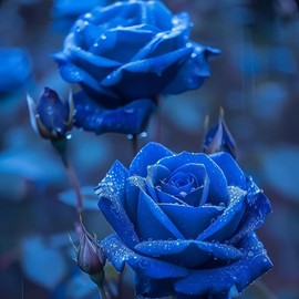 800 Climbing Rose & 200 Jasmine Seeds – Lush, Scented Bloomers for Pergolas, Fences & Patios - Specification: blue rose  2000pcs+400pcs