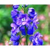 Rocket Larkspur Mixed Seeds