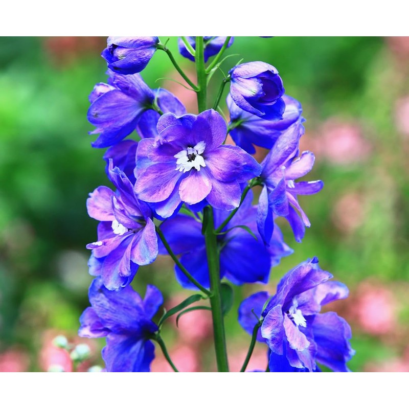 Rocket Larkspur Mixed Seeds