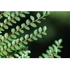 Colorado Blue Spruce 'Glauca Procumbens' - A Groundcover Form 1
