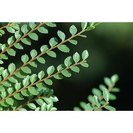 Colorado Blue Spruce 'Glauca Procumbens' - A Groundcover Form 1 - Year Live Plant