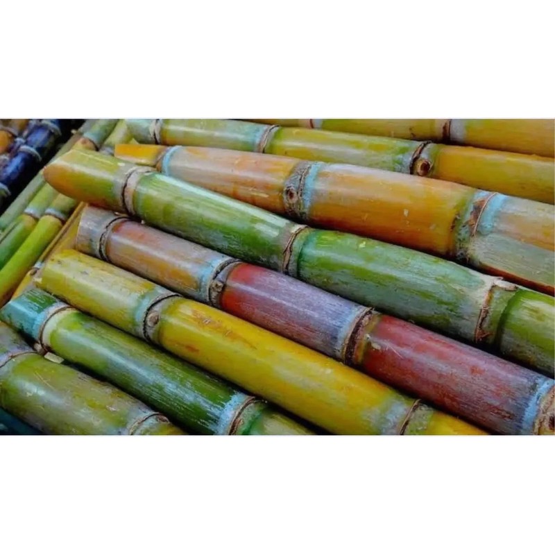 Caña Verde De Azúcar 27 Piezas Para Sembrar oferta
