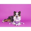 ZippyPaws - Spencer The Crinkle Monkey Dog Toy, Squeaker and