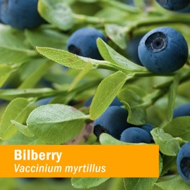 Herb Pharm Eye Health Liquid Herbal Formula with Bilberry and Goji Liquid Extracts - 1 Ounce