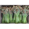 国産 採れたて 天然 生わらび 約250g×4束 蕨 常温