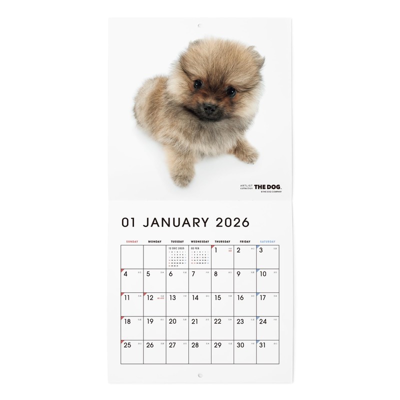 THE DOG Calendar 2026 Wall Calendar Mini Size [Pomeranian]