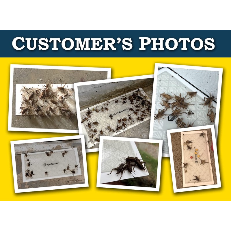 MaxGuard Extra Large Cricket Traps (8 Traps) | Non-Toxic Extra