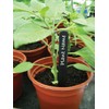 W0875 Garland 10cm (4") Plant Labels (50) (Black)