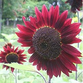 Velvet Queen Sunflower 50+ Seeds