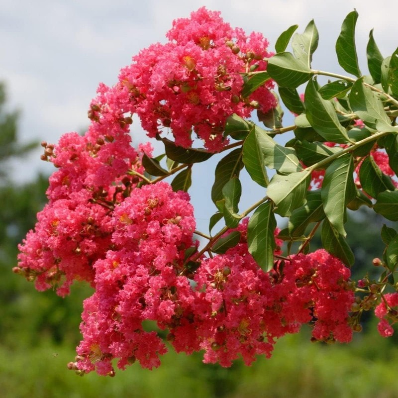 Crape Myrtle Tuscarora | 10 Live Plants | Lagerstroemia Indica