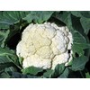 Cauliflower Snowball Great Heirloom Vegetable by Seed Kingdom Bulk 5