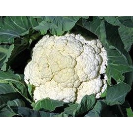 Cauliflower Snowball Great Heirloom Vegetable by Seed Kingdom Bulk 5 Lb Seeds