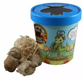 Natures Good Guys Praying Mantis Egg Case With Hatching Habitat Cup- 2 Praying Mantids Egg Cases