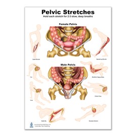 Pelvic Stretches Chart 24"*36" for physical therapists PT, Ocupational therapists OT Female Pelvis with Pelvic Floor Female and Male structure