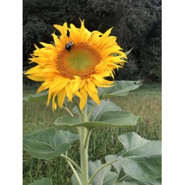 Organic Giant Sunflower Seeds (Helianthus annuus), 50 Seeds (12 Grams) - Cut Flower, Edible Seeds, Survival Food
