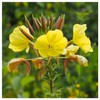 Everwilde Farms - 1 Lb Common Evening Primrose Native Wildflower