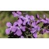 NIKA SEEDS - Seeds Silver Dollar Flowers (Money Plant) Lunaria