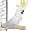 Java One-sided screw-on perch made of coffee wood for cockatiels